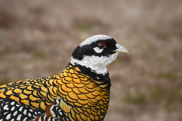 A királyfácán (Syrmaticus reevesii) 