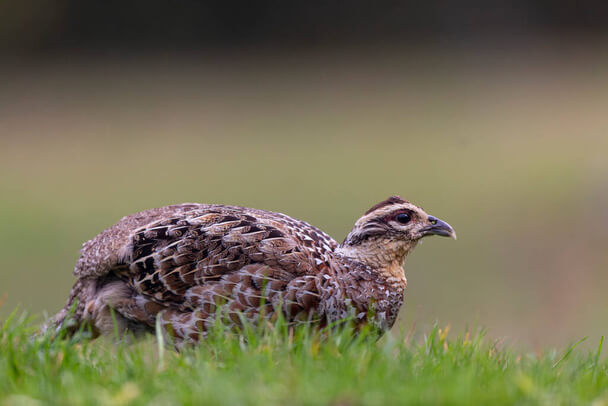 A királyfácán (Syrmaticus reevesii) 