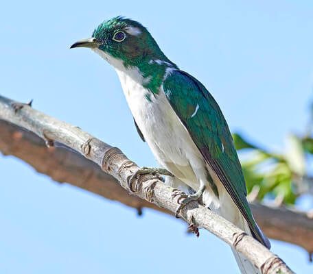 A Klaas-rézkakukk (Chrysococcyx klaas) 