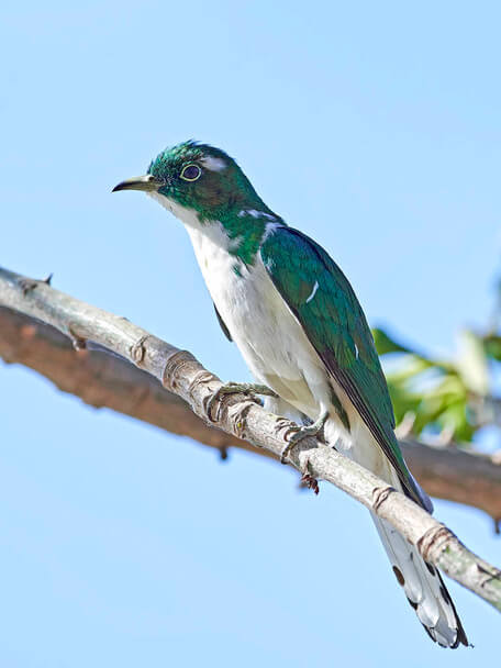 A Klaas-rézkakukk (Chrysococcyx klaas) 