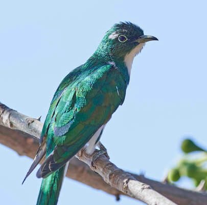 A Klaas-rézkakukk (Chrysococcyx klaas) 