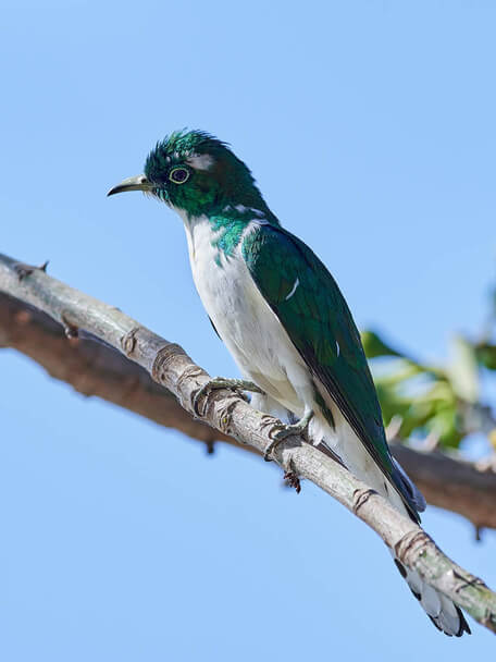 A Klaas-rézkakukk (Chrysococcyx klaas) 