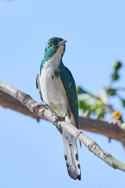 A Klaas-rézkakukk (Chrysococcyx klaas) 