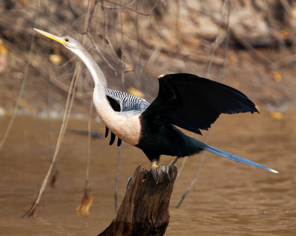 A kókuszgém (Ardea cocoi) 