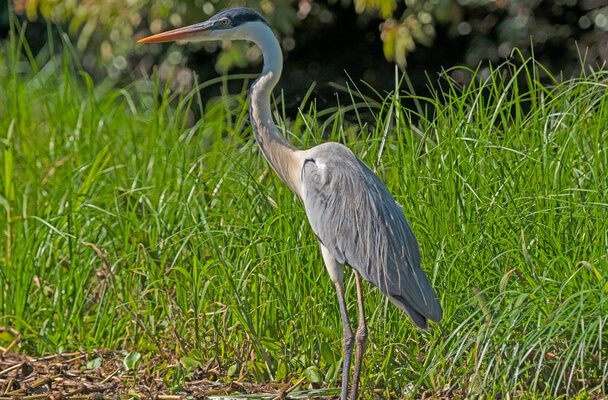 A kókuszgém (Ardea cocoi) 