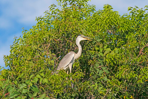 A kókuszgém (Ardea cocoi) 