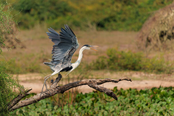 A kókuszgém (Ardea cocoi) 