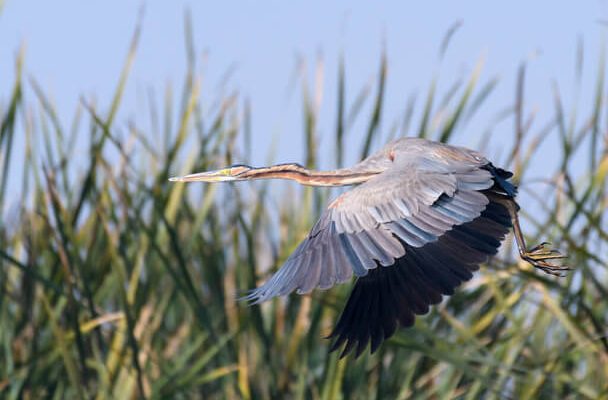 A kókuszgém (Ardea cocoi) 