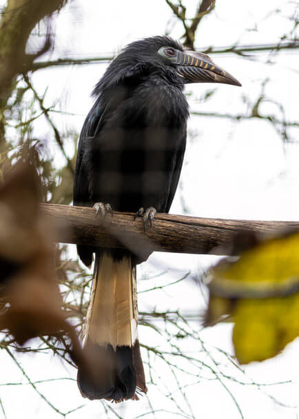 A kontyos szarvascsőrű hangja (Anorrhinus galeritus)