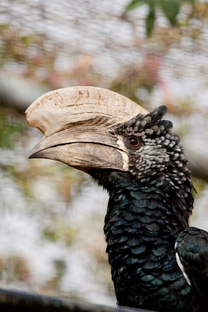 A kontyos szarvascsőrű (Anorrhinus galeritus) 