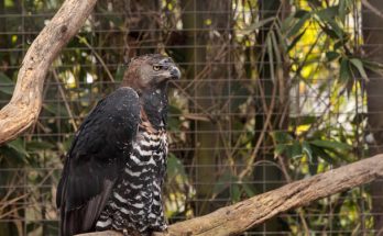 A koronás sas (Stephanoaetus coronatus)