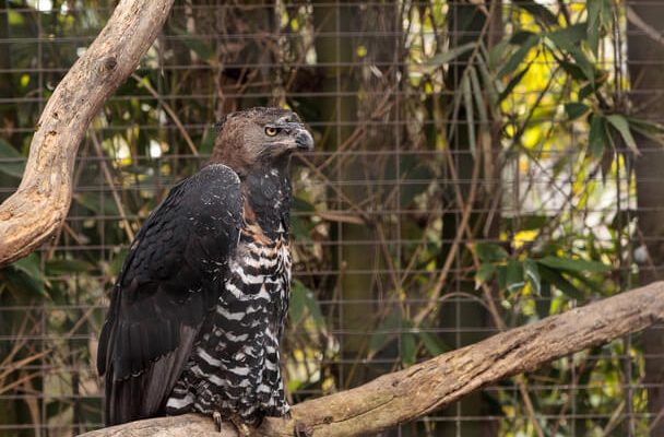 A koronás sas (Stephanoaetus coronatus)