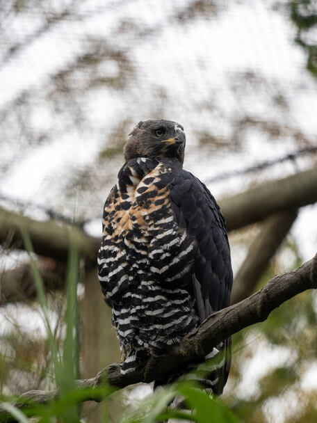 A koronás sas (Stephanoaetus coronatus) 