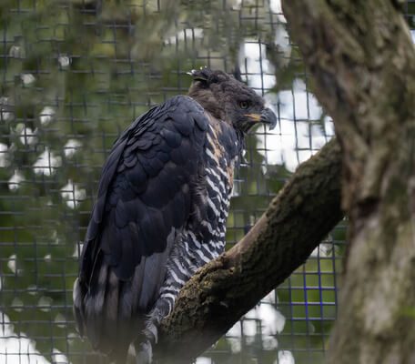 A koronás sas (Stephanoaetus coronatus)