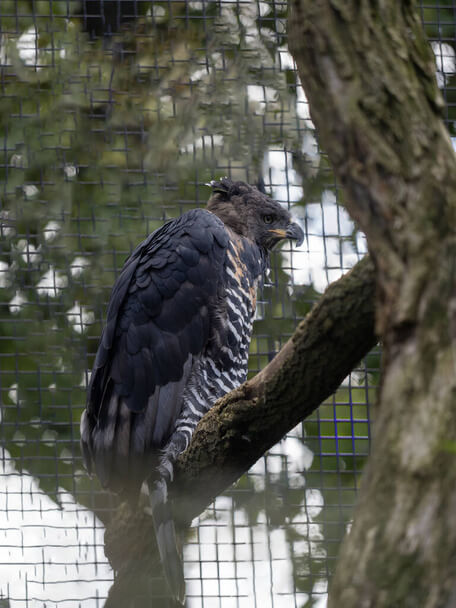 A koronás sas (Stephanoaetus coronatus) 