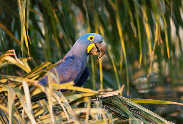 A nagy jácintara (Anodorhynchus hyacinthinus) 