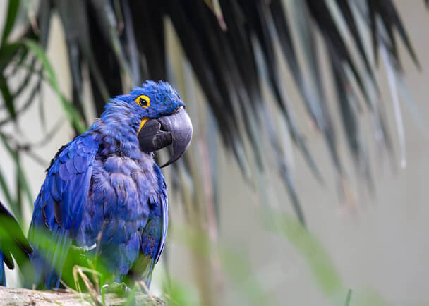 A nagy jácintara (Anodorhynchus hyacinthinus) 