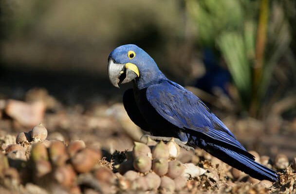 A nagy jácintara (Anodorhynchus hyacinthinus)