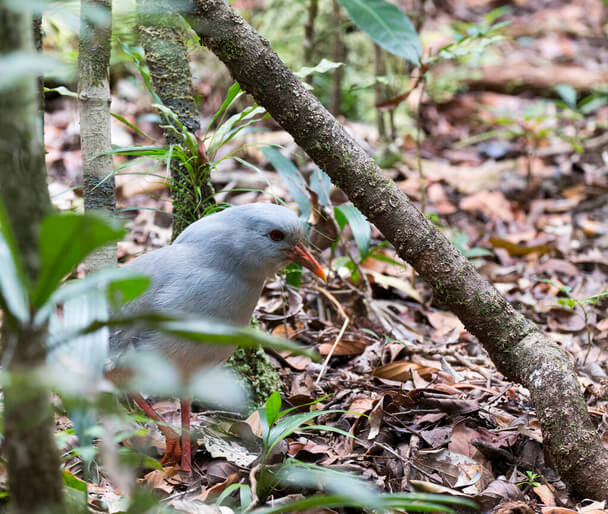 A kagu (Rhynochetos jubatus) 