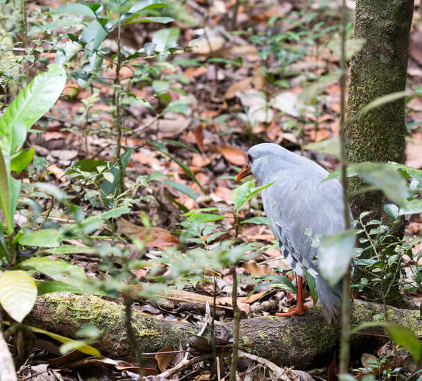 A kagu (Rhynochetos jubatus) 