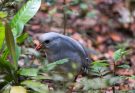 A kagu (Rhynochetos jubatus)