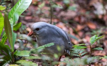 A kagu (Rhynochetos jubatus)