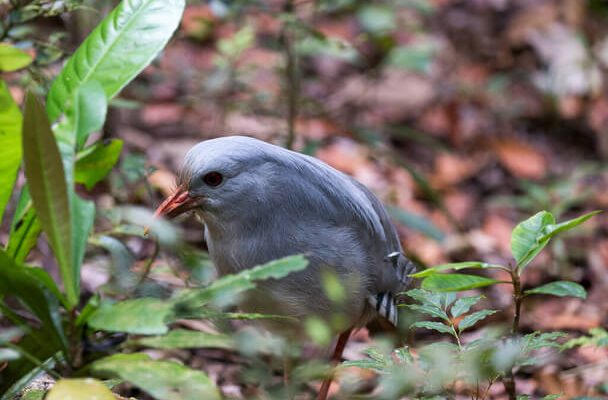 A kagu (Rhynochetos jubatus)