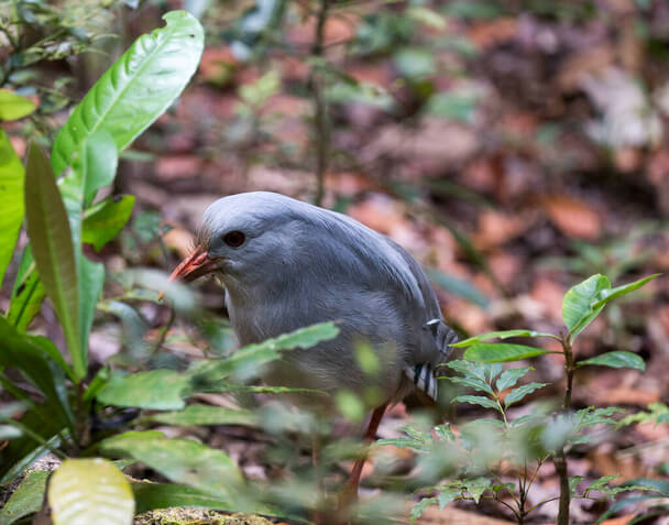 A kagu (Rhynochetos jubatus) 