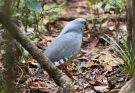 A kagu (Rhynochetos jubatus)