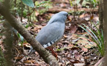 A kagu (Rhynochetos jubatus)