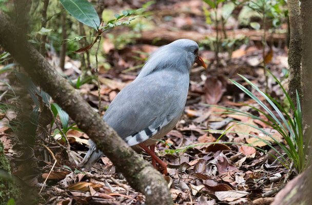 A kagu (Rhynochetos jubatus)