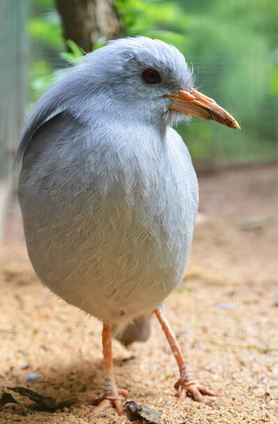 A kagu (Rhynochetos jubatus) 