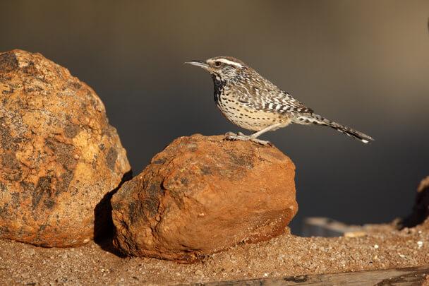 A kaktuszökörszem hangja (Campylorhynchus brunneicapillus) 