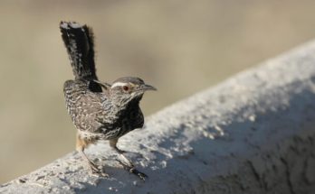 A kaktuszökörszem (Campylorhynchus brunneicapillus) 