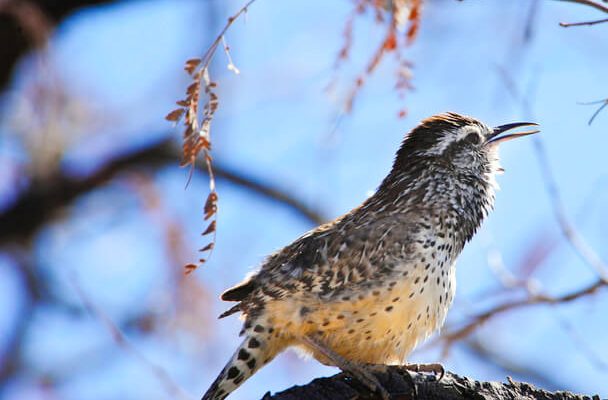 A kaktuszökörszem (Campylorhynchus brunneicapillus) 