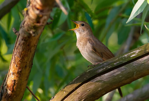 A nagy fülemüle (Luscinia luscinia) 