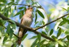 A nagy fülemüle (Luscinia luscinia)