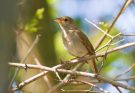 A nagy fülemüle (Luscinia luscinia)