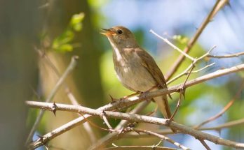 A nagy fülemüle (Luscinia luscinia)