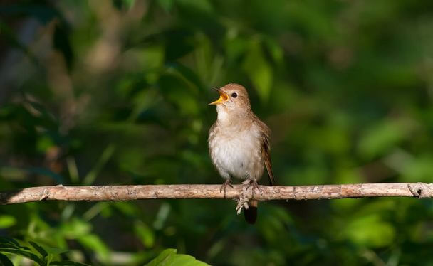 A nagy fülemüle (Luscinia luscinia) 