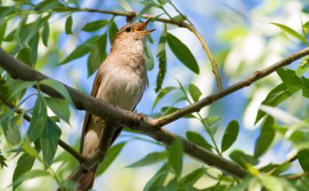 A nagy fülemüle (Luscinia luscinia)