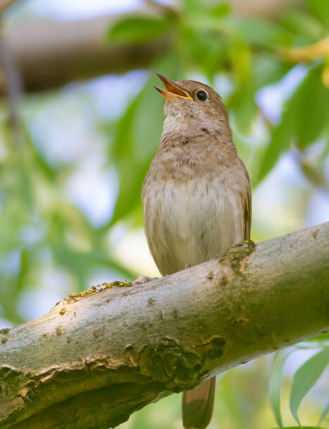 A nagy fülemüle (Luscinia luscinia) 