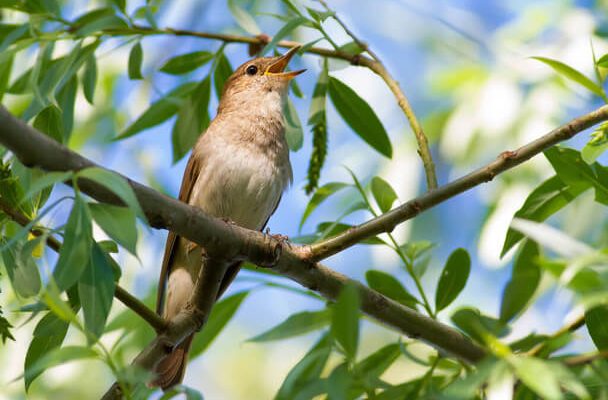 A nagy fülemüle (Luscinia luscinia)