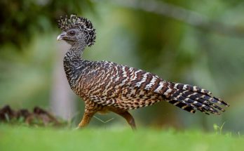 A nagy hokkó (Crax rubra) 