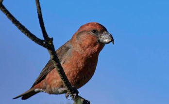 A nagy keresztcsőrű (Loxia pytyopsittacus)