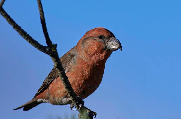 A nagy keresztcsőrű (Loxia pytyopsittacus)