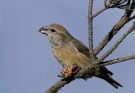 A nagy keresztcsőrű (Loxia pytyopsittacus)