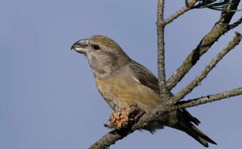 A nagy keresztcsőrű (Loxia pytyopsittacus)