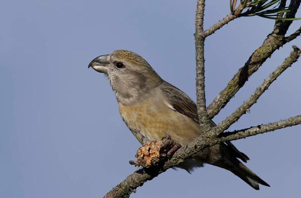 A nagy keresztcsőrű (Loxia pytyopsittacus)