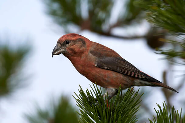 A nagy keresztcsőrű hangja (Loxia pytyopsittacus)